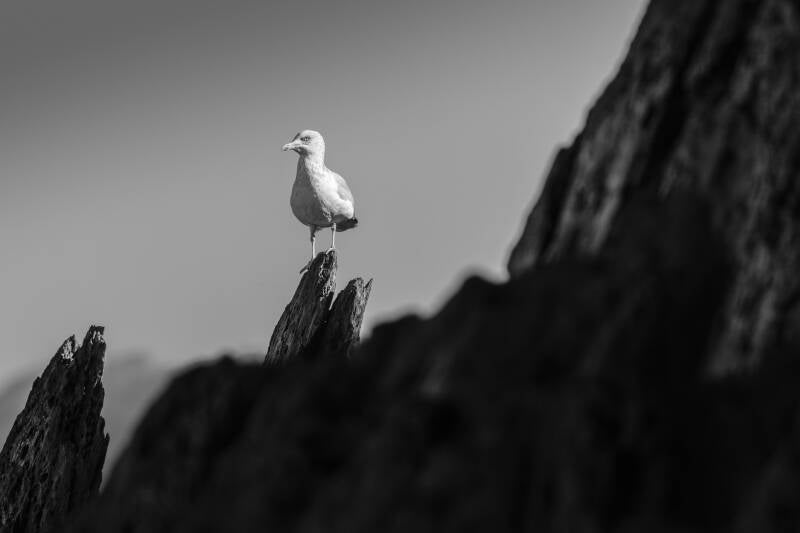 Goéland argenté