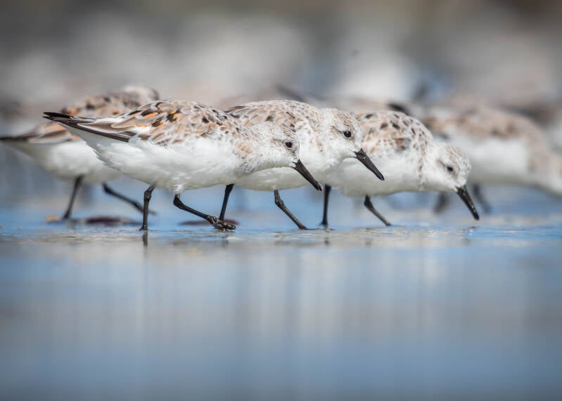 Bécasseau sanderling