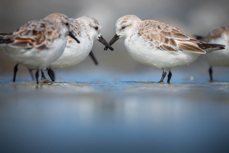 Bécasseau sanderling
