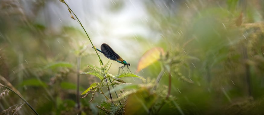 Calopteryx Virgo