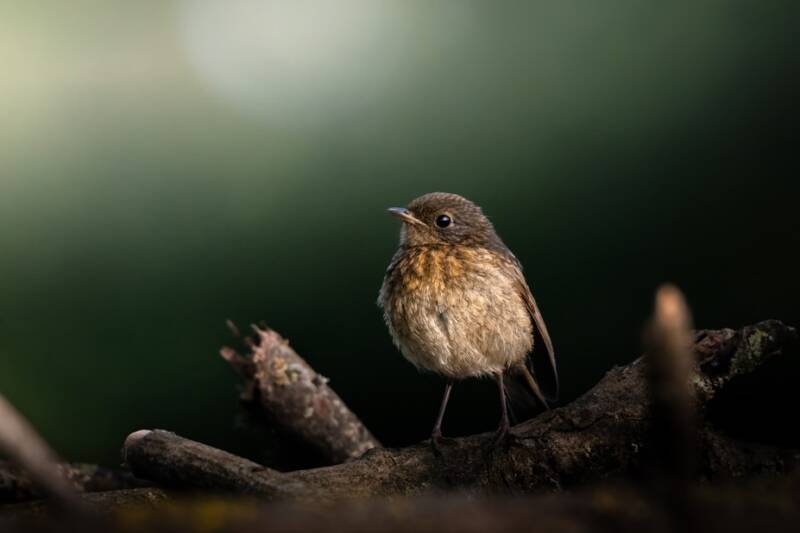 Rouge gorge familier juvénile