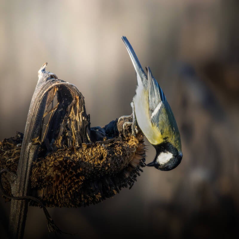 Mésange charbonnière