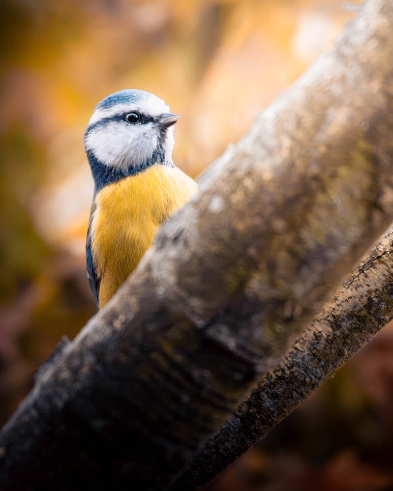 Mésange bleue