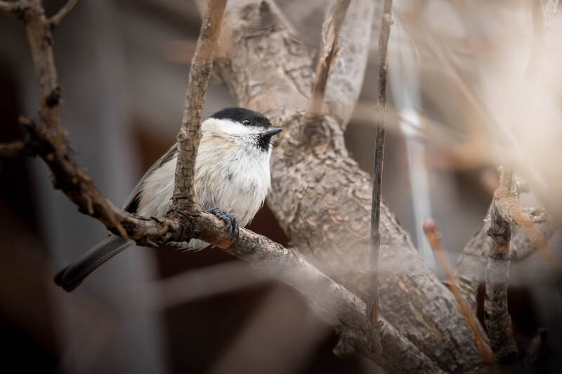 Mésange nonnette