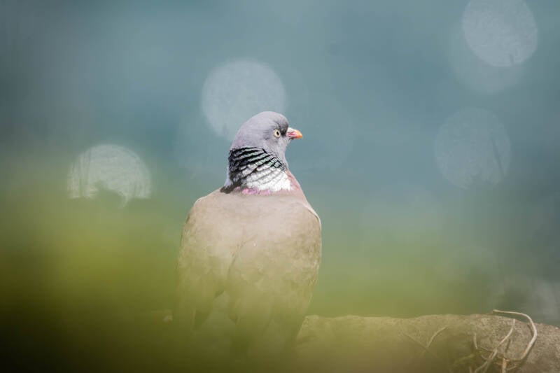 Pigeon Ramier