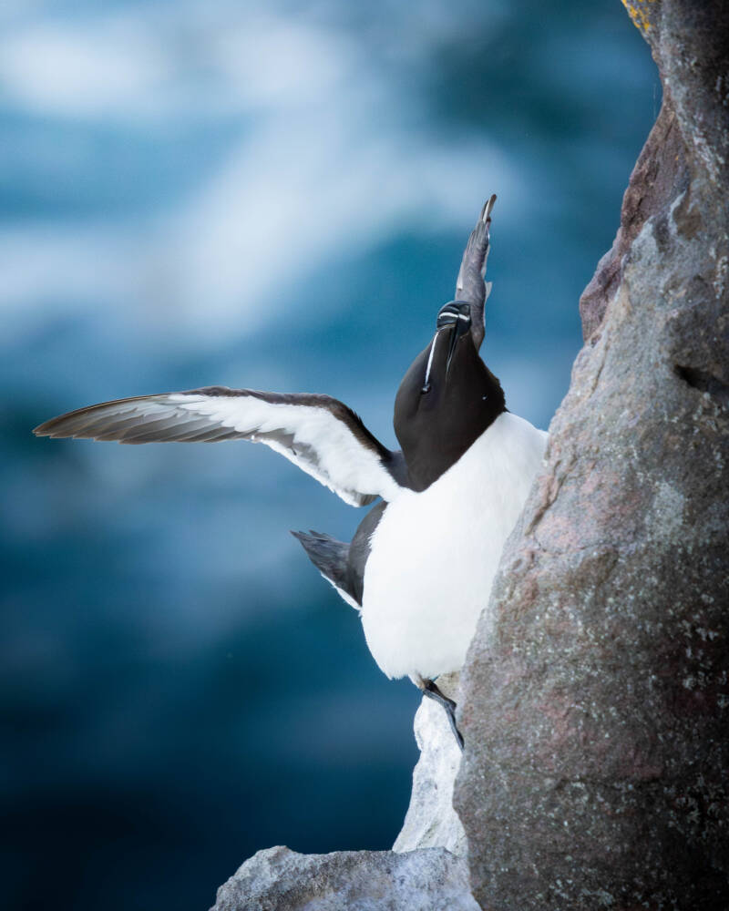 Pingouin torda