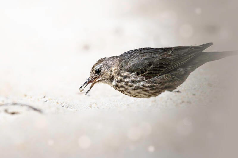 Pipit maritime