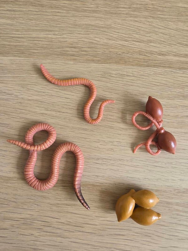 Levenscyclus worm