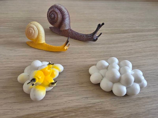 Levenscyclus slak