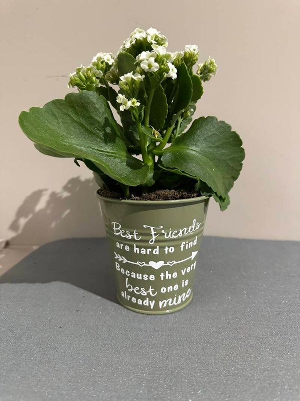Zink bloempot met tekst en plant