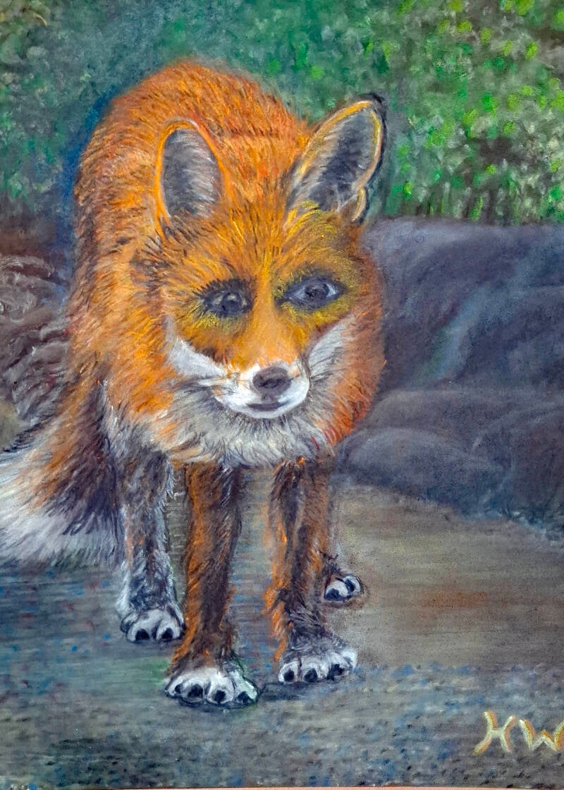 Exploring fox