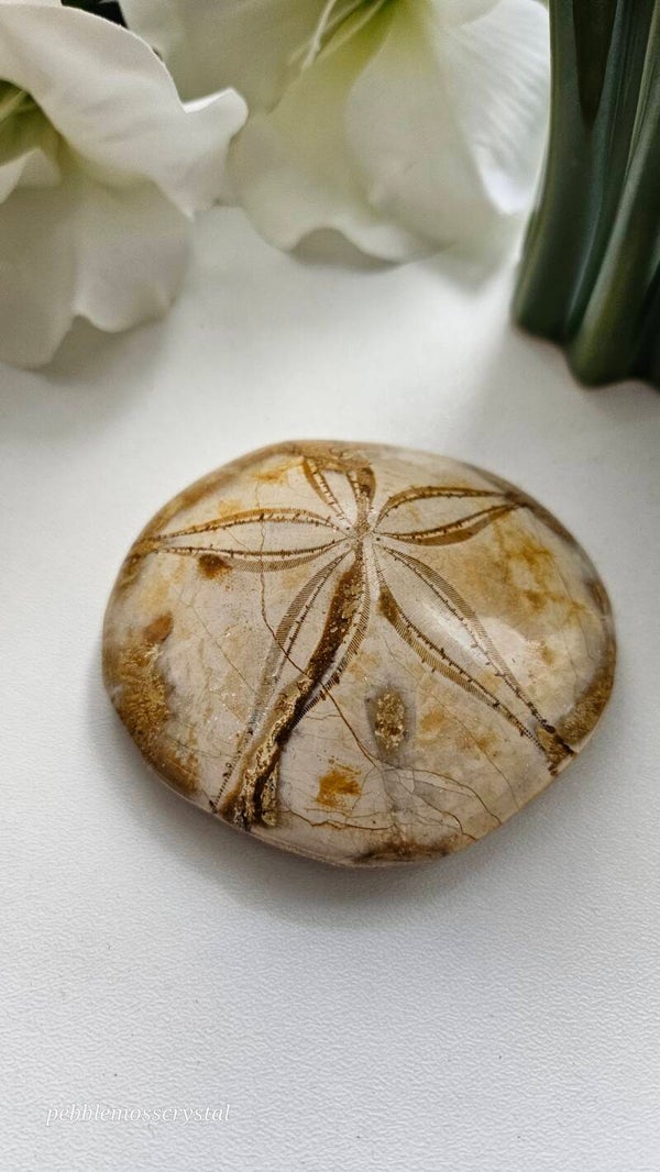 versteinerter Seestern (S)