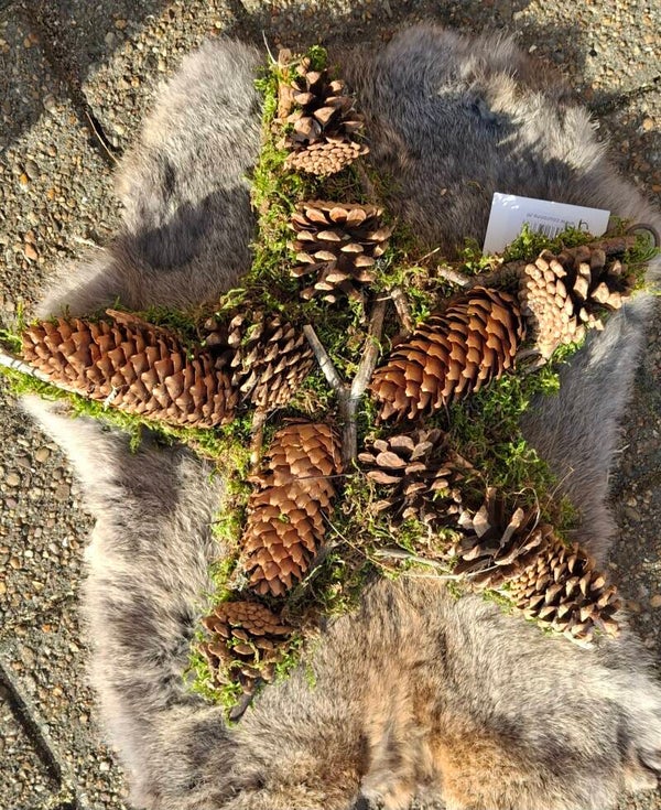 Star Moss + pinecones