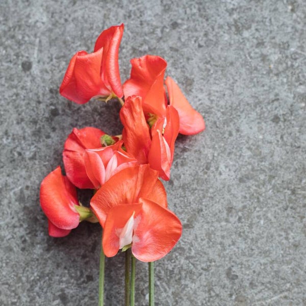 Lathyrus Restormel