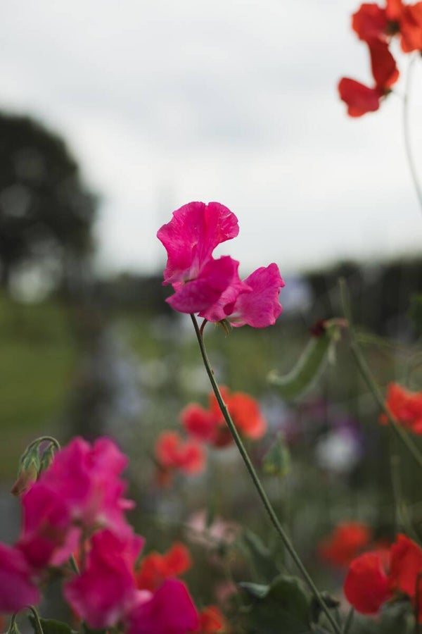 Lathyrus Annie B. Gilroy