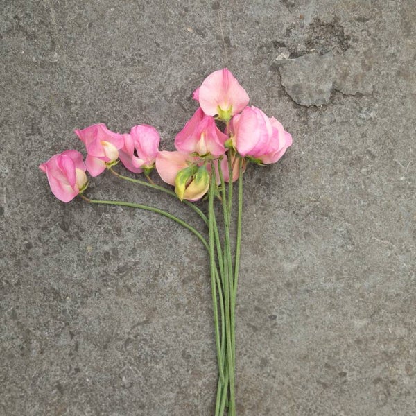 Lathyrus Alisa