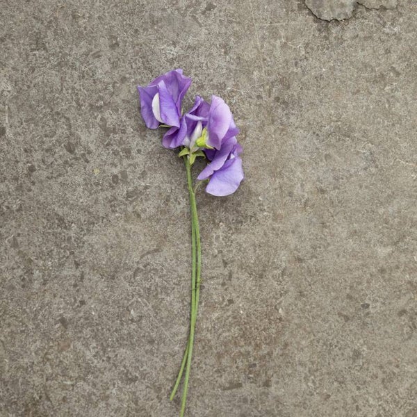 Lathyrus Noel Sutton