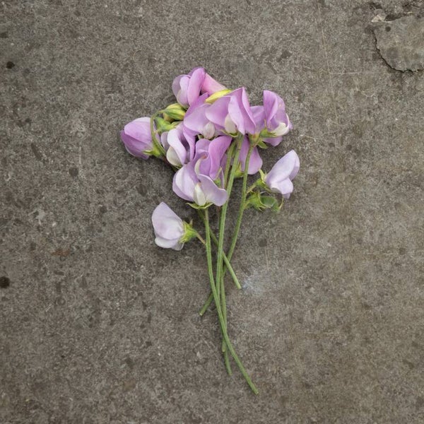 Lathyrus Royal Lavender