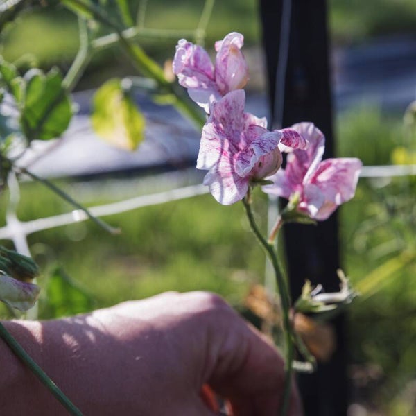 Lathyrus Streamers Chocolate