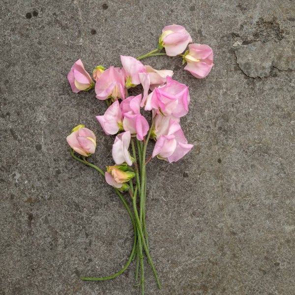 Lathyrus Rosy Frills