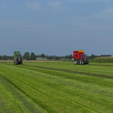 p1150284-standard-qyzolo.jpg