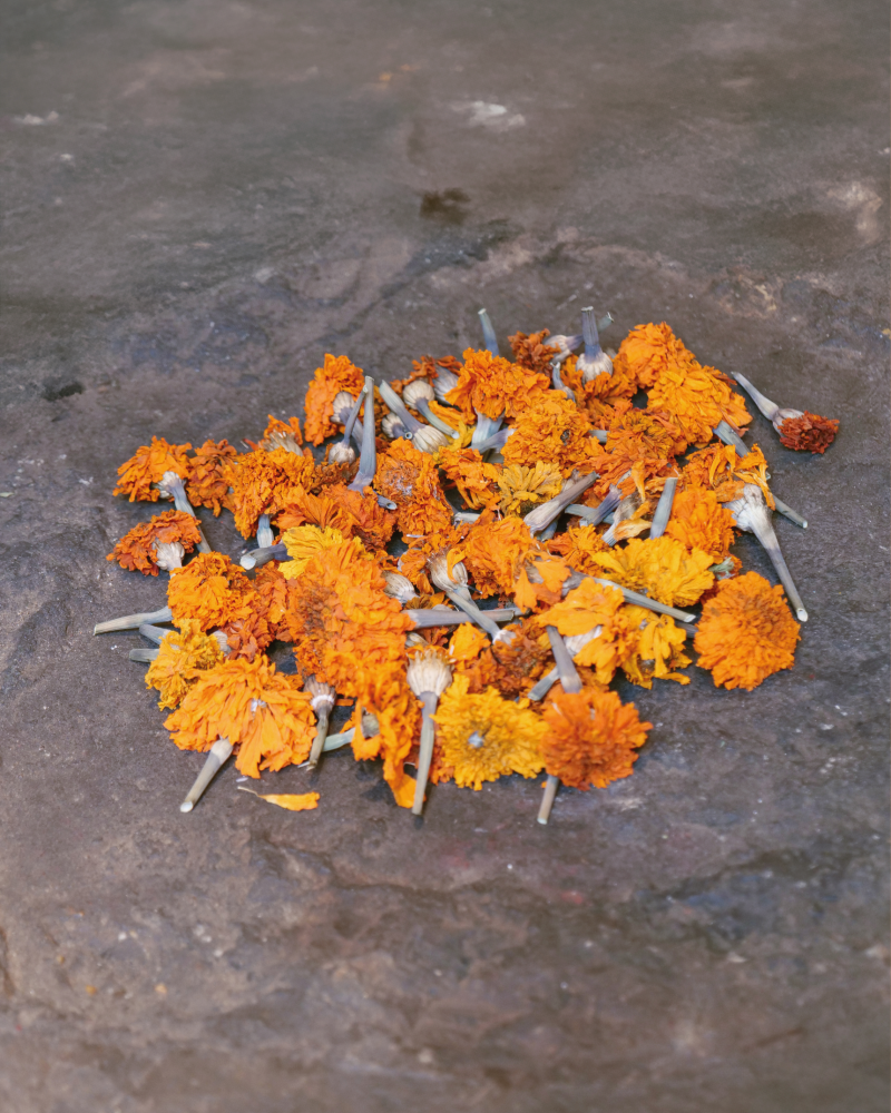 Orange marigold flowers gathered on a stone floor in Guatemala, showing harvest colour, natural pigment inspiration and warm botanical orange tones.