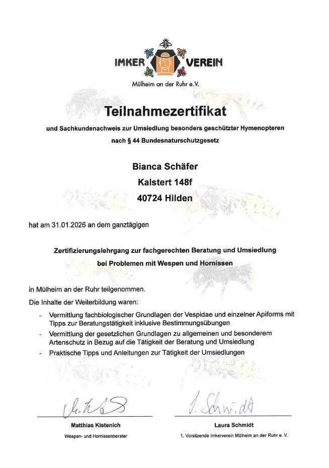 Beratung und Umsiedlung mit Wespen und Hornissen