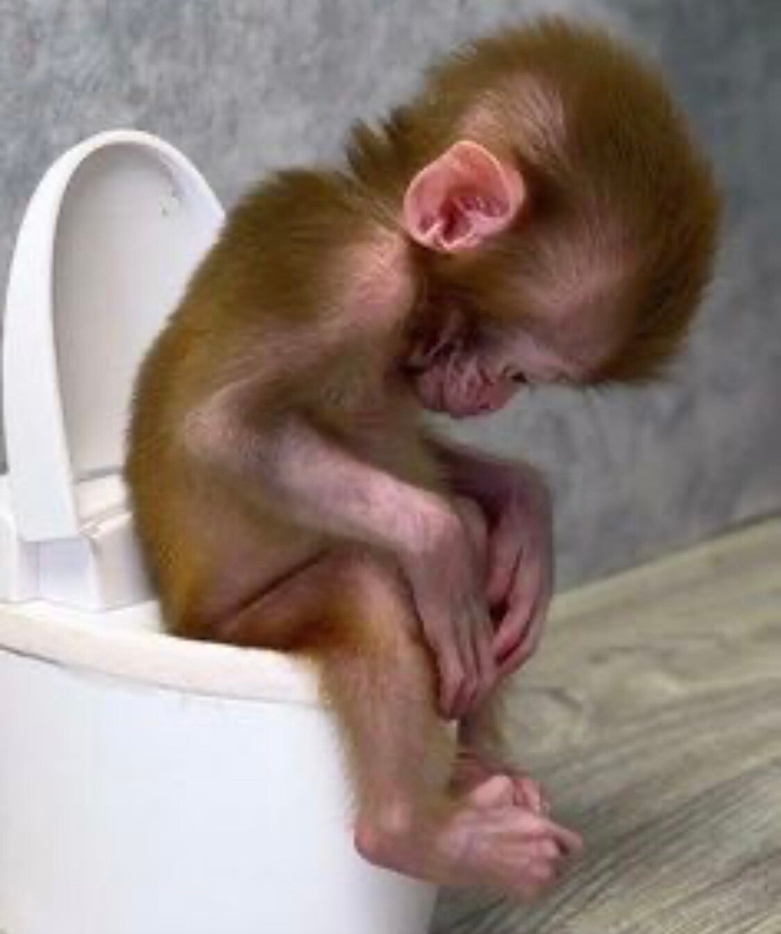 Potty Monkey Adult T-Shirt