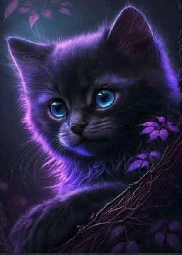 ADULT T-SHIRT, BLACK KITTEN,