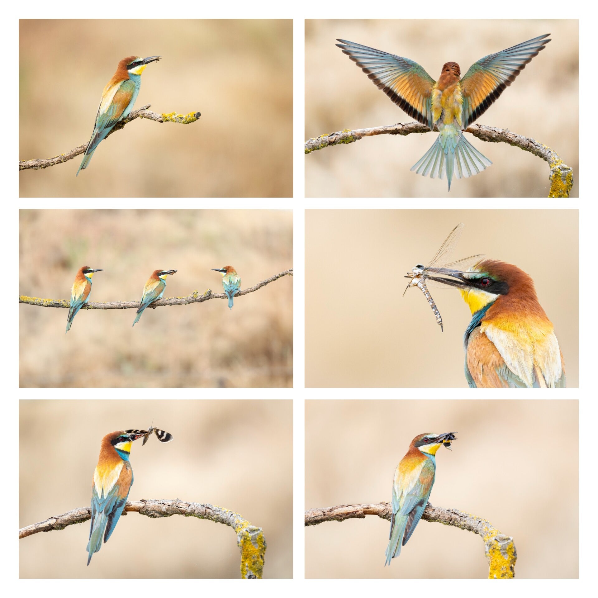 Kaarten 'Bijeneters' 6 stuks