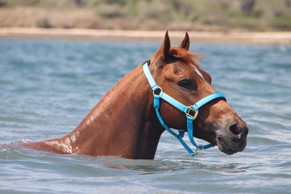 Symbolisch set Halster en touw