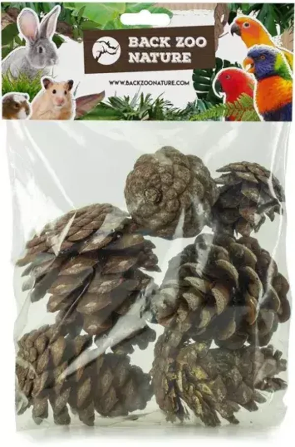 Pomme de pin 6pièces