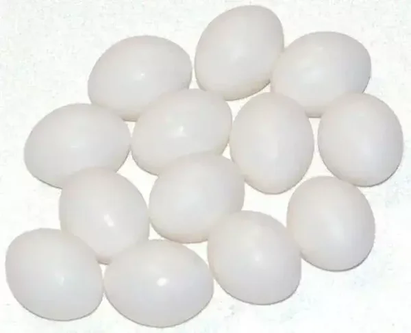 Oeuf grande perruche