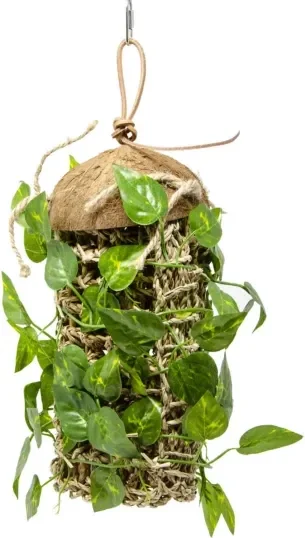 Escalade de noix de coco