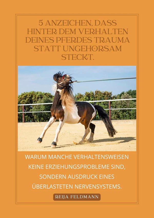 Checkliste Trauma beim Pferd erkennen