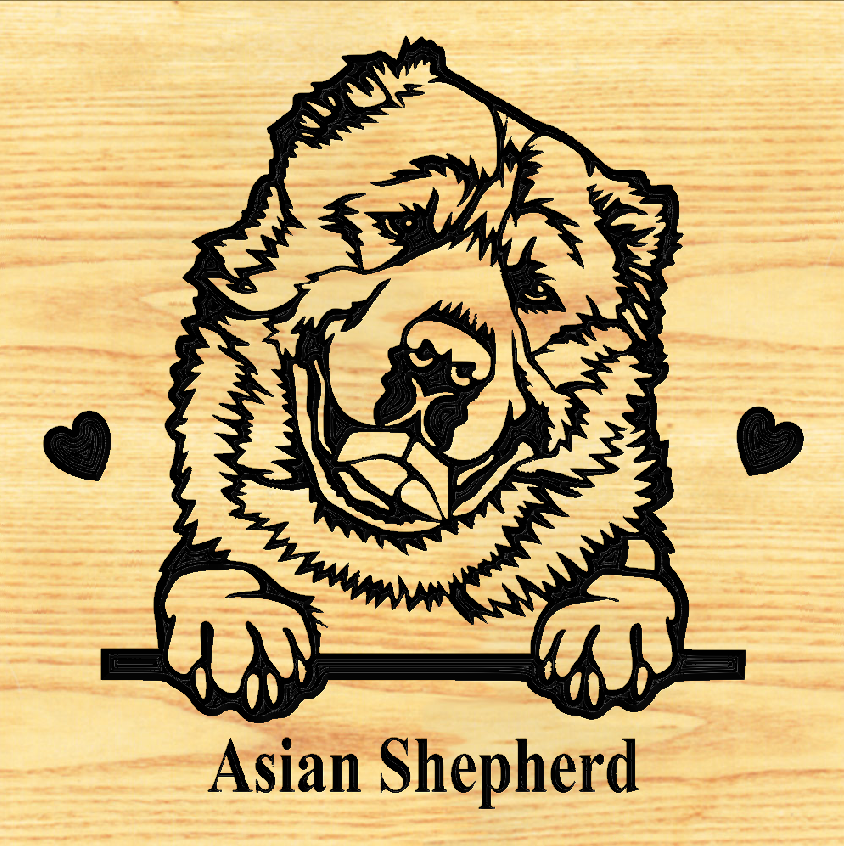 ASIAN SHEPHERD 01  - CUSTOM