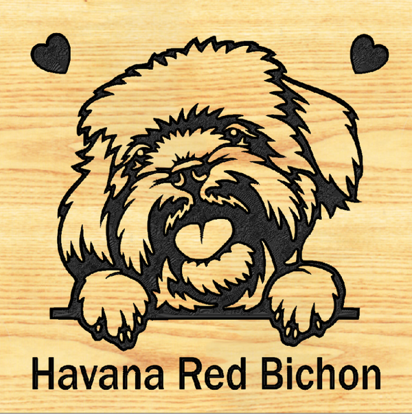 BICHON 03 - HAVANA RED  - CUSTOM