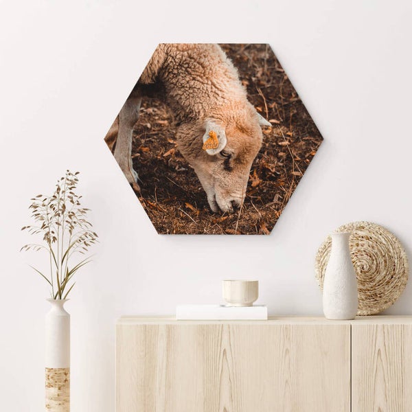 Muur hexagons Schaap 4