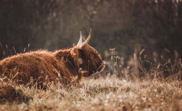 Inductie beschermer Liggende hooglander