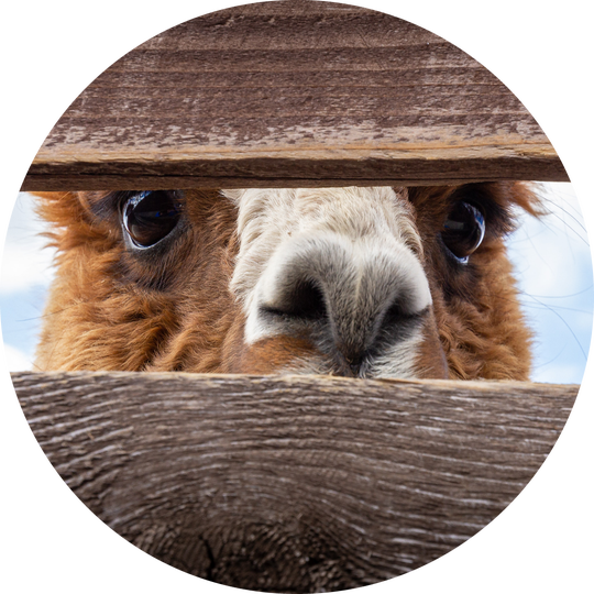 Muurcirkel alpaca 1
