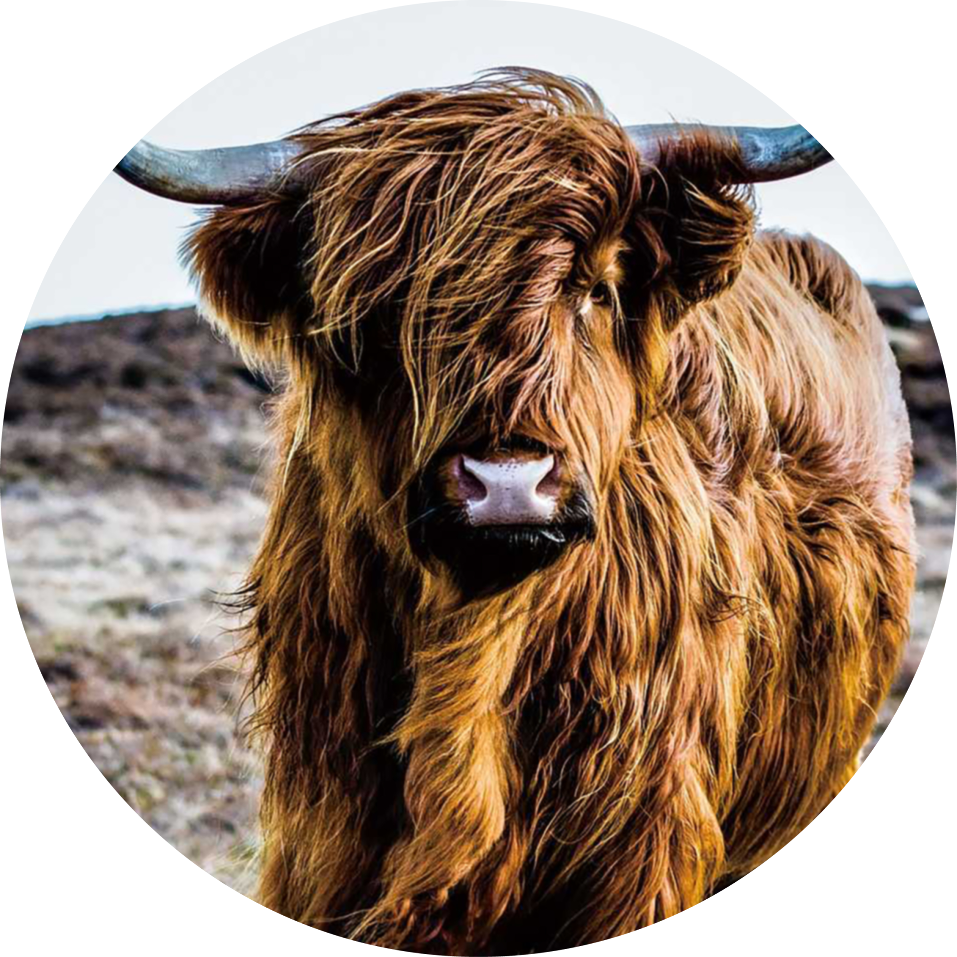 Muurcirkel Hooglander 16