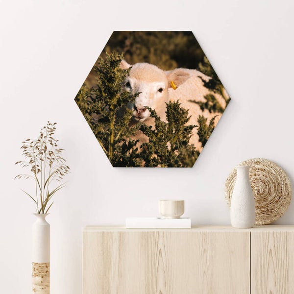 Muur hexagons Schaap 2