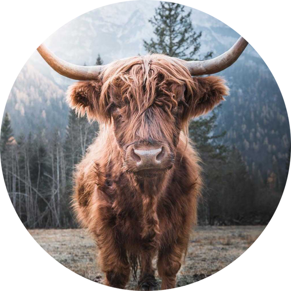 Muurcirkel Hooglander 18