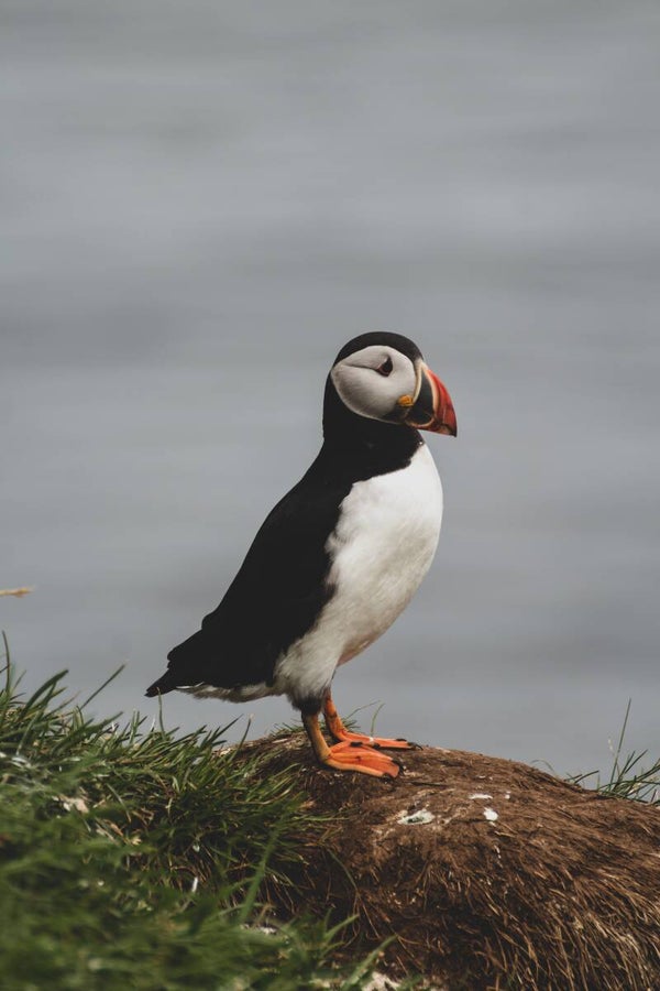 Tuinposter Staand Papegaaiduiker