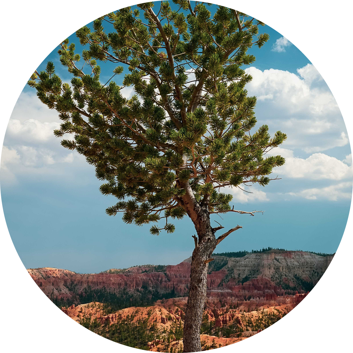 Muurcirkel natuur 15