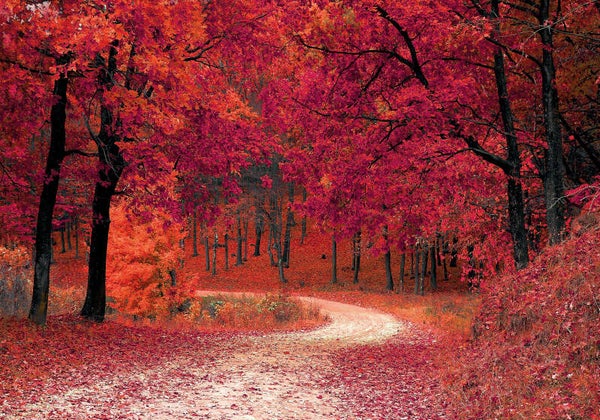 Tuinposter Rode bomen