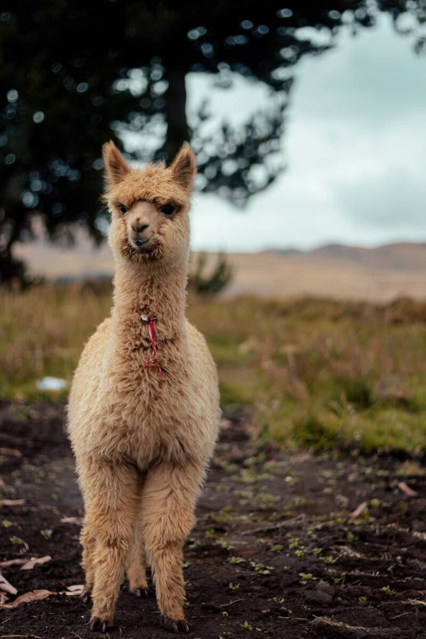 Tuinposter Alpaca 1