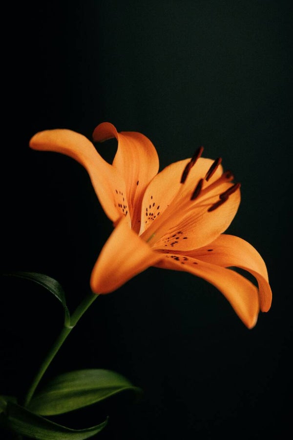Tuinposter Bloem 25