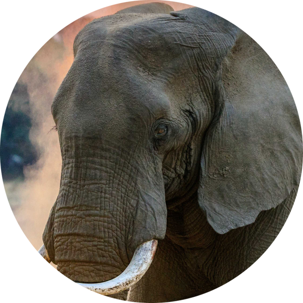 Muurcirkel Olifant 3