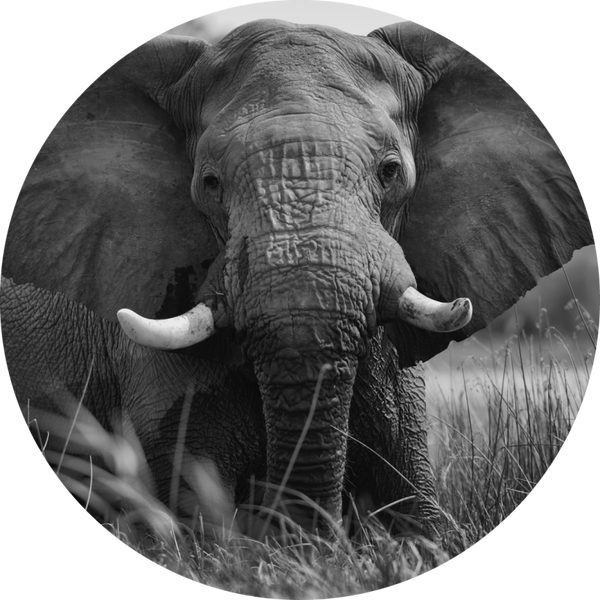 Muurcirkel olifant 4